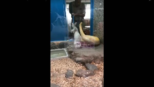 Python attacks zookeeper at the Emperor Valley Zoo - Sputnik International