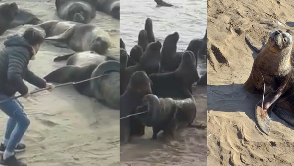 Brave Volunteer Removes Tire From Helpless Sea Lion’s Neck - Sputnik International