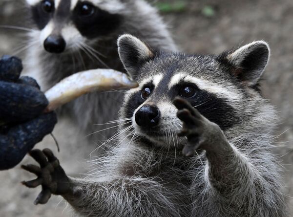 Feeding racoons at a safari park in Russia's Primorsky region - Sputnik International