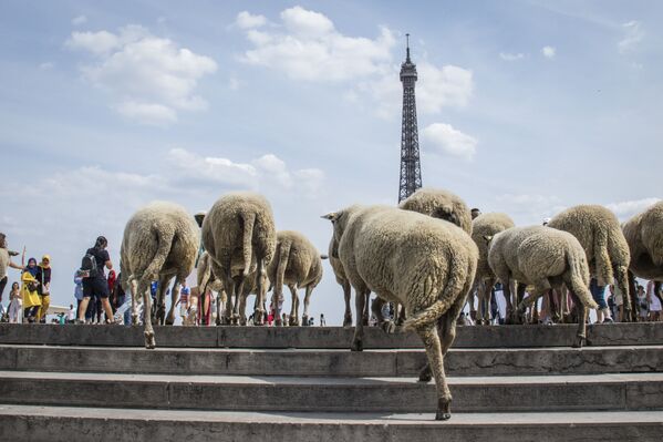 Sheep flocking near the Eiffel Tower in Paris - Sputnik International