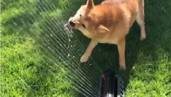 Dog  water - Sputnik International