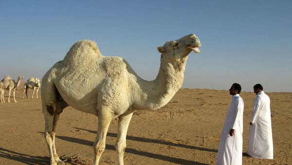 Saudi Arabia Camel - Sputnik International