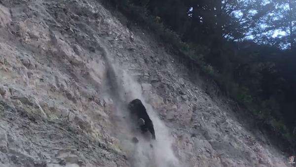 Black Bear’s Attempt at Rock Climbing Goes Horribly Wrong - Sputnik International
