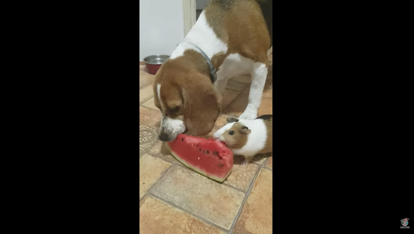 Dog, Guinea Pig Duo Fight Over Tasty Watermelon - Sputnik International