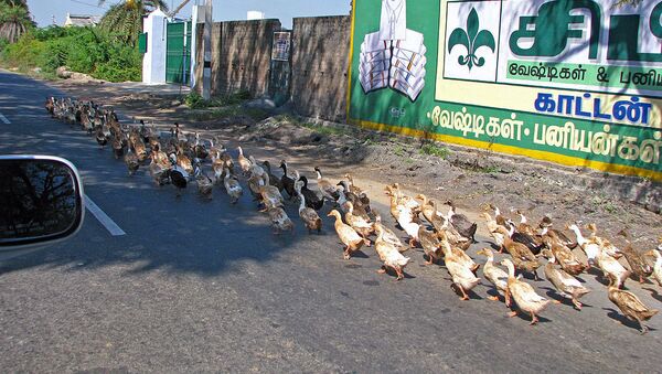 India - Sights & Culture - Overtaking ducks on the highway  - Sputnik International