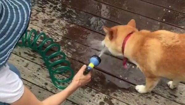 Dog - Sputnik International