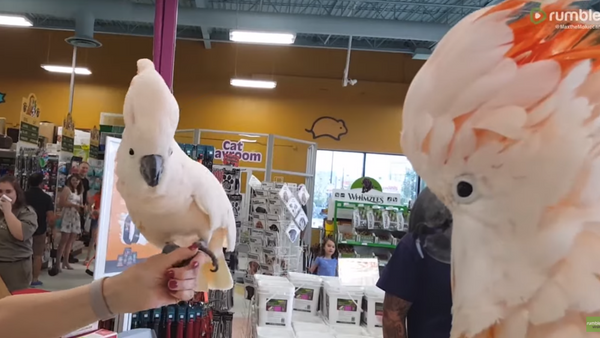 Two Moluccan Cockatoos Sing, Dance After Meeting in Pet Store  - Sputnik International