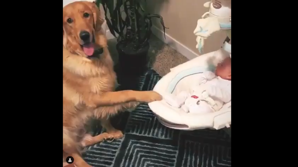 Golden Retriever - Sputnik International