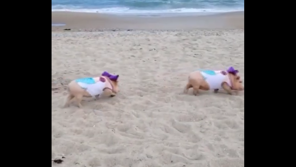 Pigs on a beach - Sputnik International