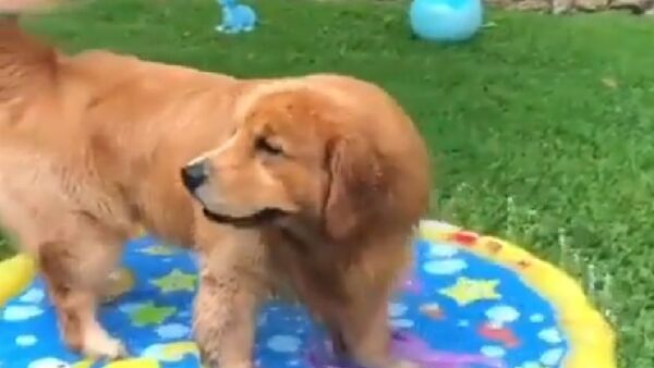 Golden Retriever - Sputnik International