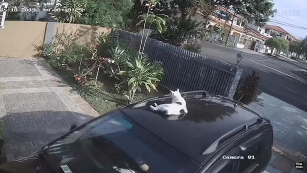 Malaysian Kitty Goes on Joyride Atop Owner’s Car - Sputnik International