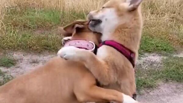 Dogs - Sputnik International