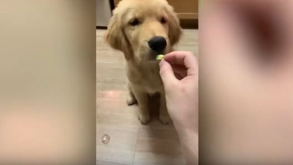 Adorable moment puppy tries broccoli and he does not like it - Sputnik International