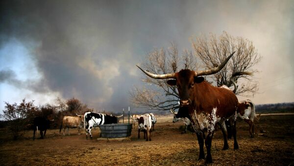 A herd of longhorn cattle stand as wildfire rages near on September 1, 2011 in Graford, Texas - Sputnik International