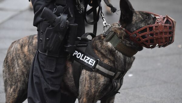 A dog of the German police k9 Unit (File) - Sputnik International