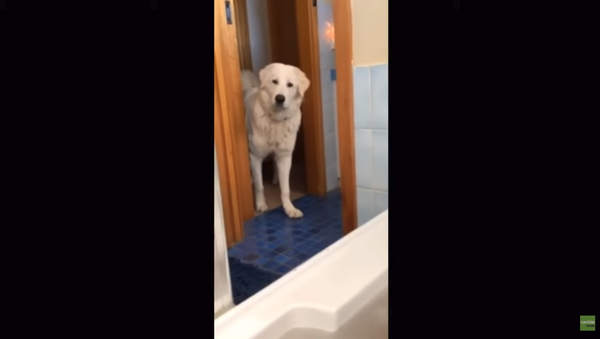 Dog Argues With Owner Over Drinking Bathwater - Sputnik International