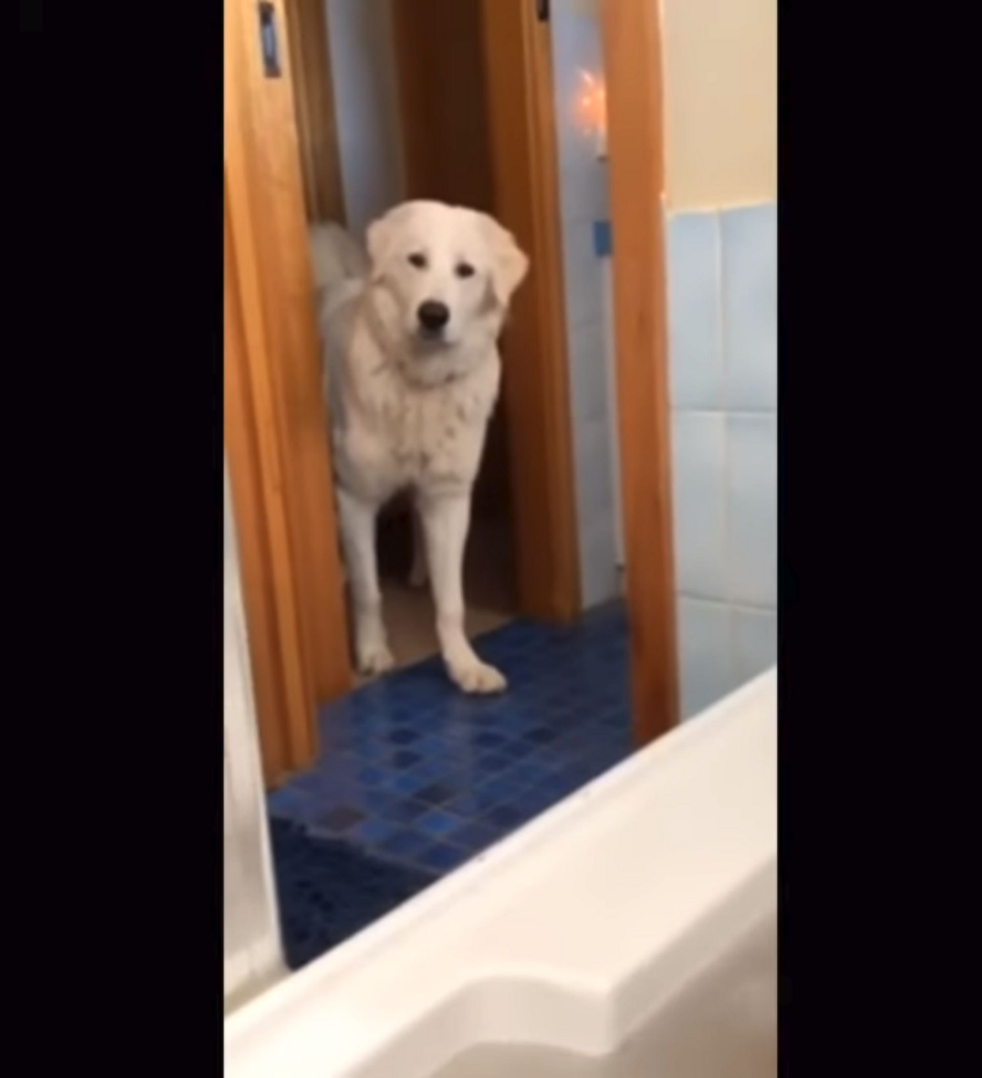 ‘It’s Not Happening!’: Dog Argues With Owner Over Drinking Bathwater ...
