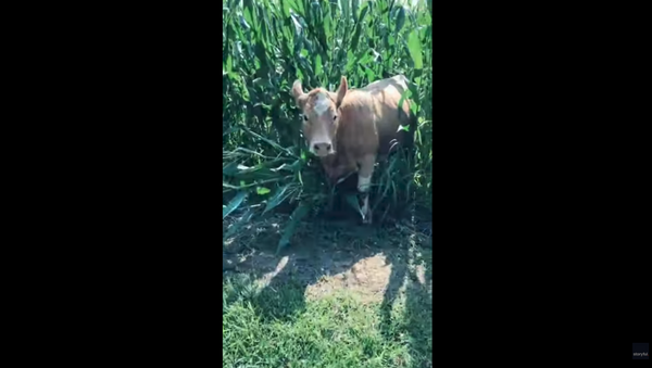 Naughty Cows Play Hide-And-Seek in Cornfield - Sputnik International