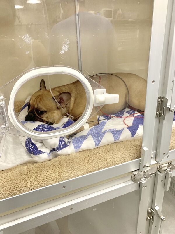 French Bulldog Survives 6-Story Fall After Crashing Through Car’s Sunroof (Photos) - Sputnik International