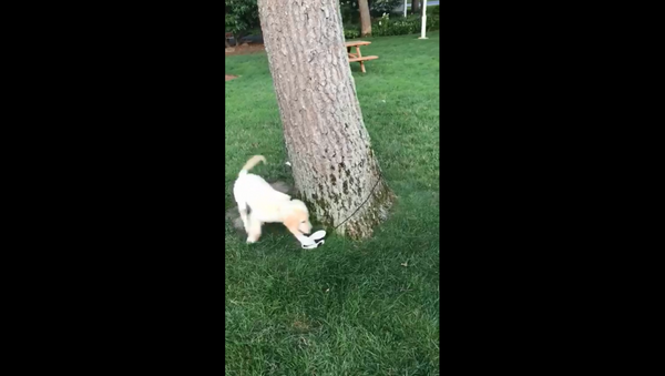 Golden Retriever Pup Joyfully Chases Leash - Sputnik International