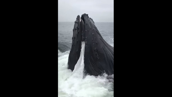 Whale Watchers Get Up Close And Personal With Hungry Humpback - Sputnik International