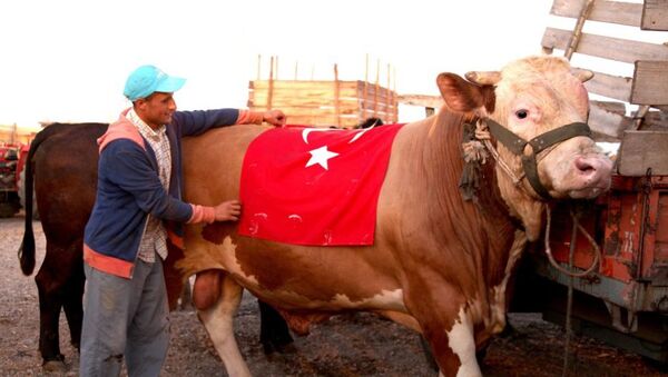 Sacrificial Ox Named After S-400 in Turkey - Sputnik International
