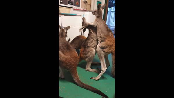 Kangaroos Throw Down Ahead of Feeding Time - Sputnik International
