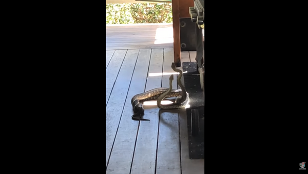 Tangled Snakes Make Surprise Appearance on Man’s Porch - Sputnik International