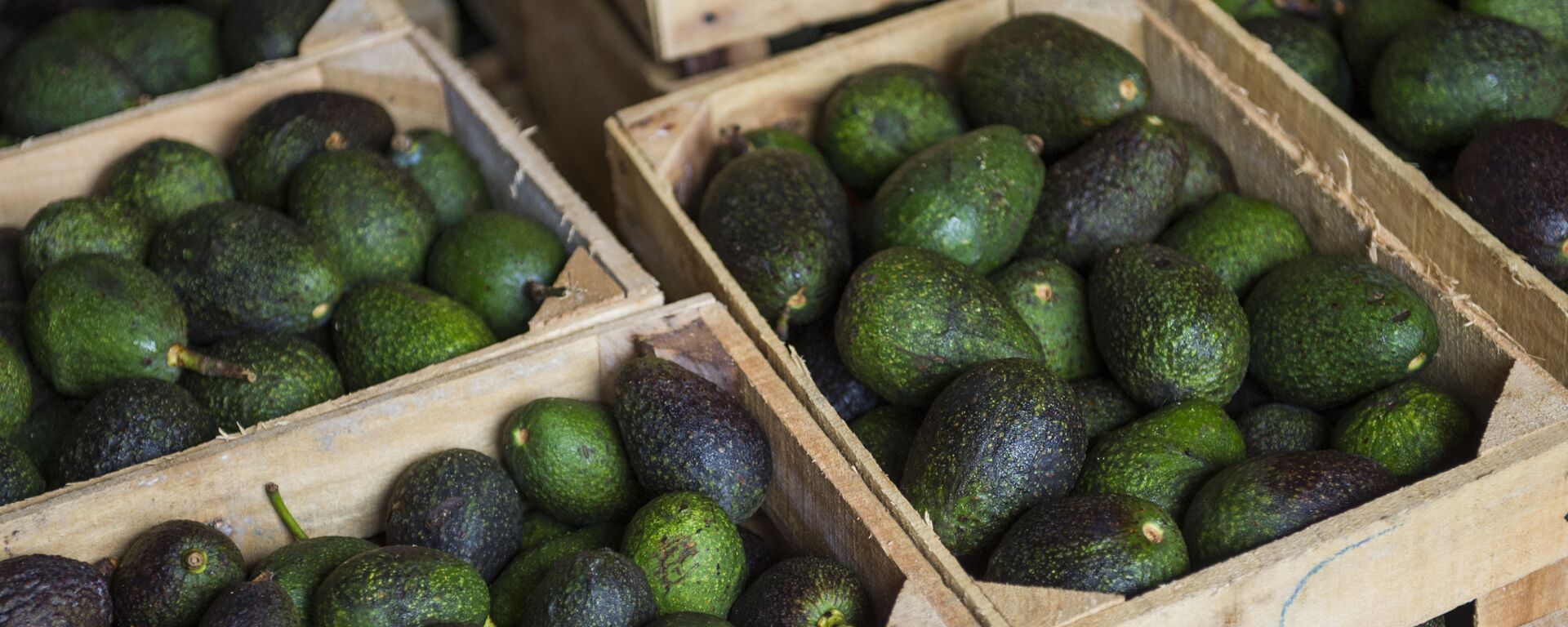 Crates of avocados from Michoacan available for sale at a market in Mexico City, Tuesday, Aug. 9, 2016. High avocado prices have fueled deforestation in Michoacan, where farmers cut down pines to clear the way for more avocado trees - Sputnik International, 1920, 15.02.2022