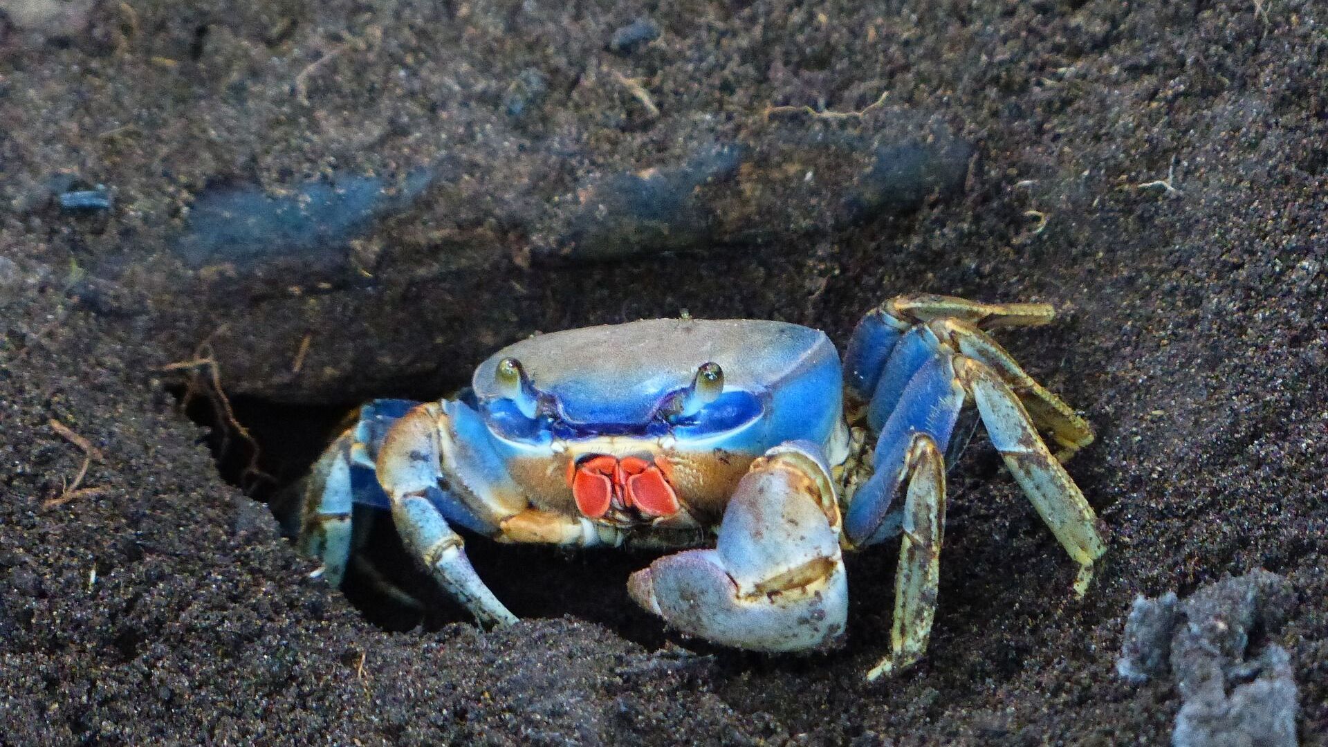 Man Eats Crab Whole to Get 'Revenge' for Pinching His Daughter