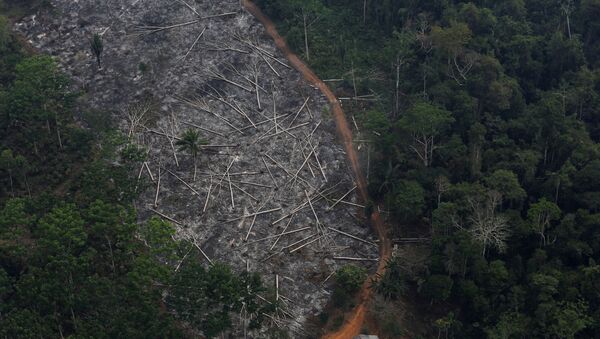 An aerial view of a deforested plot of the Amazon at the Bom Futuro National Forest in Porto Velho - Sputnik International