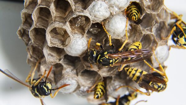 Wasps at their hive - Sputnik International