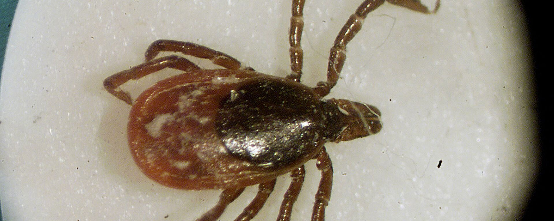 This March 2002 file photo shows a deer tick under a microscope in the entomology lab at the University of Rhode Island in South Kingstown, R.I. Far from a summertime nuisance, Lyme Disease is a potentially debilitating disease that has been subject to vigorous medical debate for more than two decades. At issue is both how to test for the tick-borne disease and how to treat it, especially in patients suffering long-term symptoms like fatigue, arthritis and cognitive problems with memory and concentration. - Sputnik International, 1920, 20.02.2022