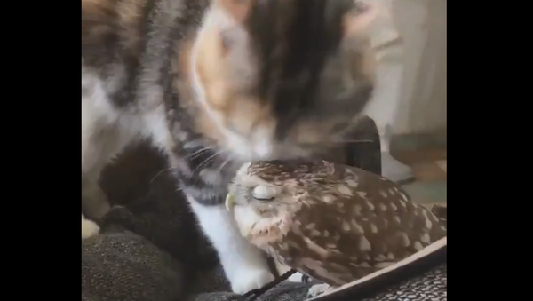 Cat and Owl - Sputnik International