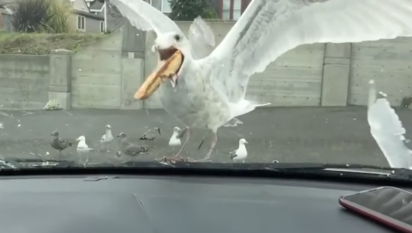 Seagull Eats Pie - Sputnik International