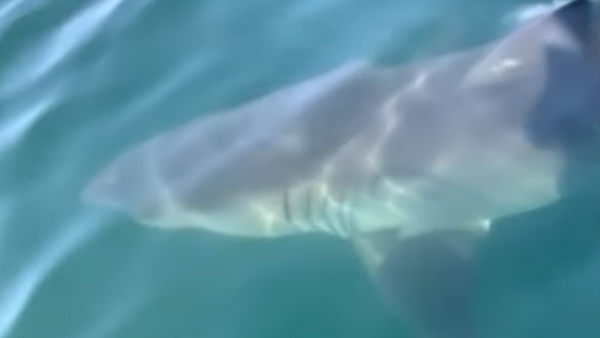 US family get up close and personal with nearby great white shark in Massachusetts' Cape Cod waters - Sputnik International