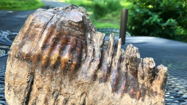 Woolly Mammoth Tooth Discovered in US Creek by Minor  - Sputnik International