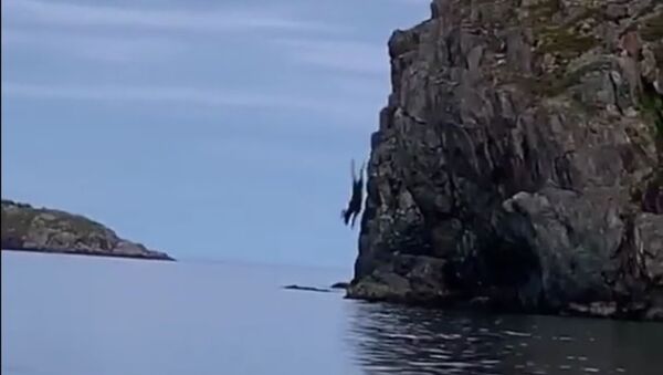 Lucky Escape: Daredevil Moose Jumps off Cliff and Then Swims Away Unbothered - Sputnik International