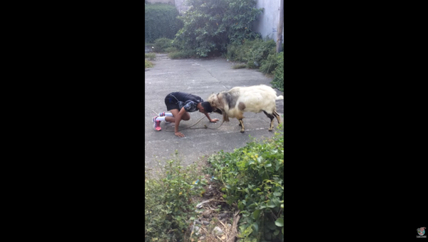 Filipino Man, Goat Engage in Impromptu Fighting Match - Sputnik International