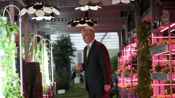 Britain's Prince Andrew, Duke of York, looks at vegetables growing under artificial light on a Grow Stack vertical farm, in the IKEA: Gardening will save the World garden, designed by Tom Dixon, at the 2019 RHS Chelsea Flower Show in London on May 20, 2019.  - Sputnik International
