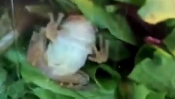 A living frog was found to be hiding inside a box of salad lettuce - Sputnik International