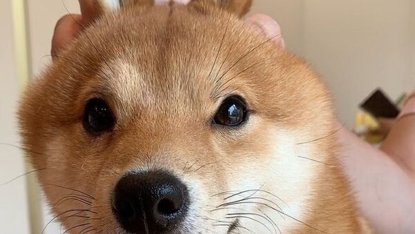 Shiba Bunny - Sputnik International