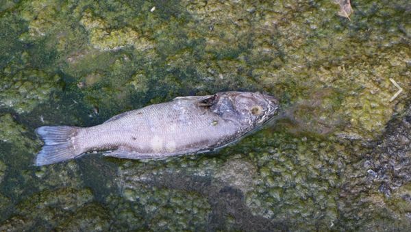 US Chemical Spill Leaves Beaches Closed, Hundreds of Fish Dead - Sputnik International
