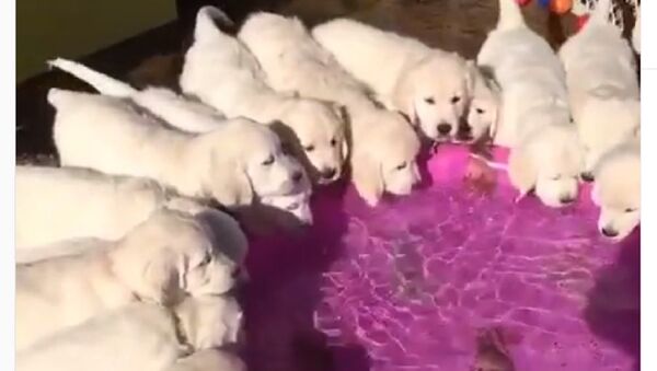 Golden retriever puppies drink from a pool - Sputnik International