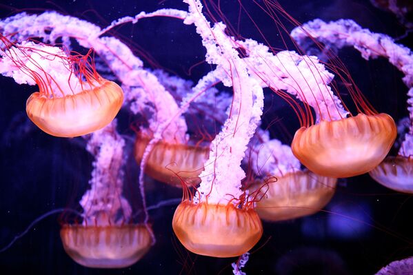 This picture taken on August 21, 2019 in Paris, shows jellyfish displayed in a tank at the Aquarium of Paris. - Sputnik International