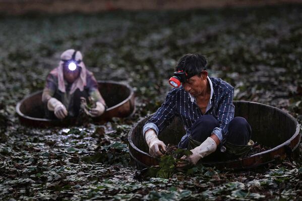 Farmers picking water chestnuts in a pond in Yunmeng county, outside Xiaogan City in China's central Hubei province. - Sputnik International