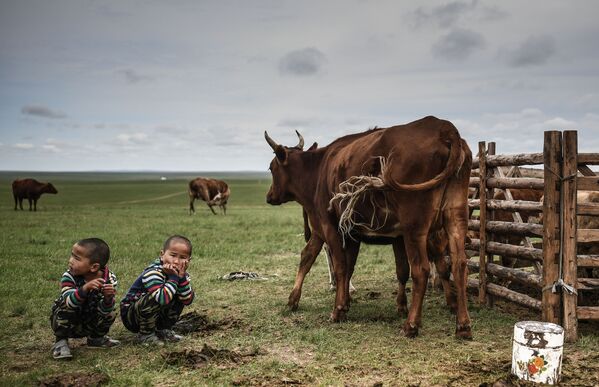 Boys watch as cows graze in a field in the district of Omnodelger, in Khentii Province, Mongolia. - Sputnik International