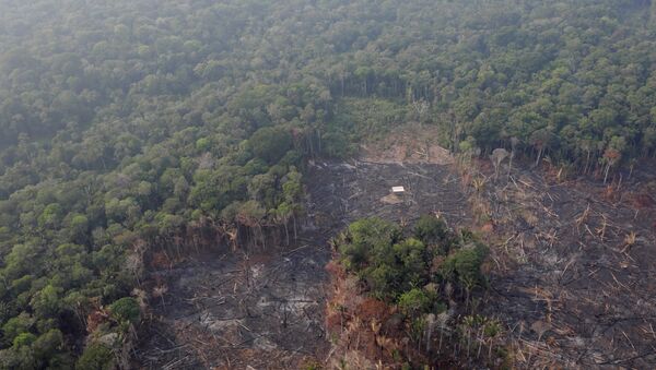 An aerial view of a deforested plot of the Amazon near Humaita, Amazonas State, Brazil August 22, 2019 - Sputnik International