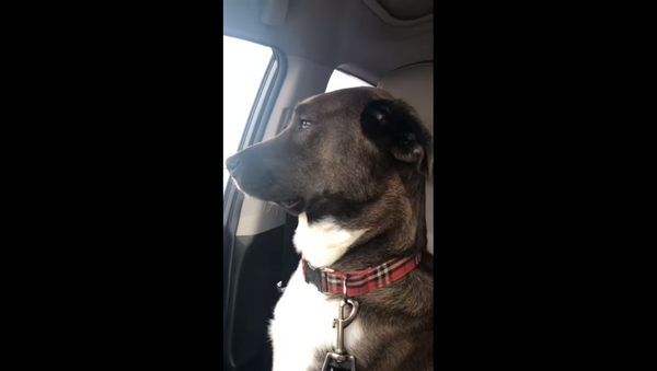 Dog Freezes Hooman Out After Teeth Cleaning - Sputnik International