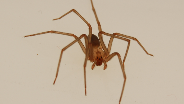 Adult male en:brown recluse spider anterior dorsal view. - Sputnik International